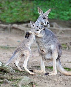Australian western grey kangaroo embrace of baby joey